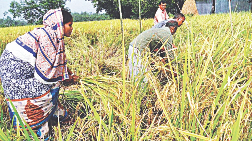 paddy field 2.jpg
