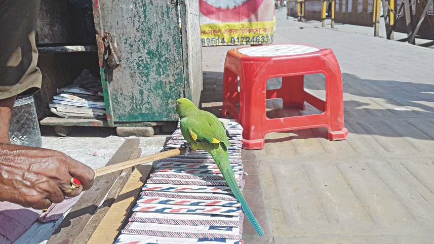parrot_2.jpg
