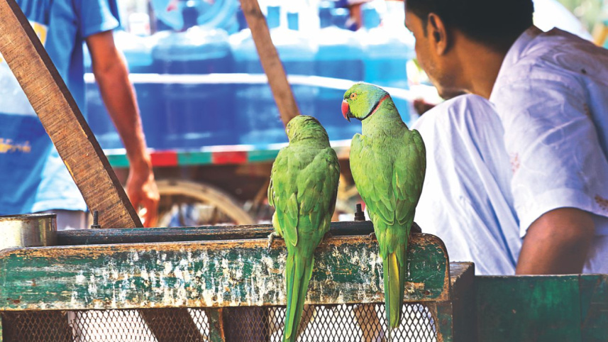 parroting_3.jpg