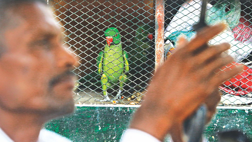 parroting_4.jpg
