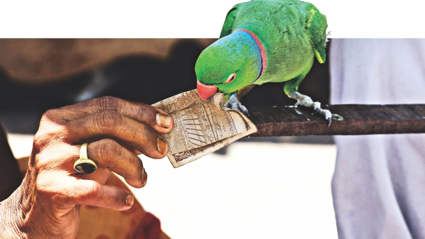 parroting_9.jpg