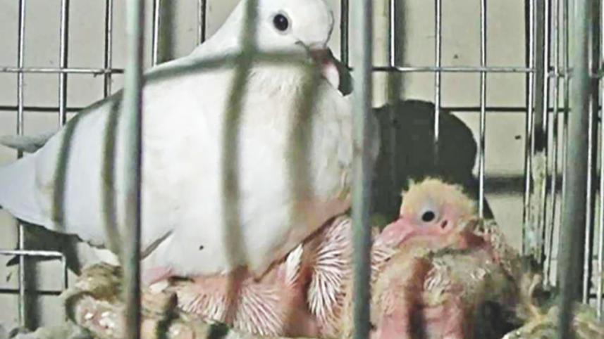 Pigeons spell 2.jpg
