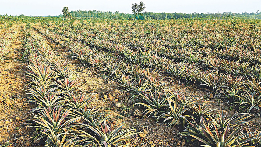 pineapple_0.jpg