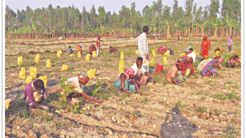potato field1.jpg