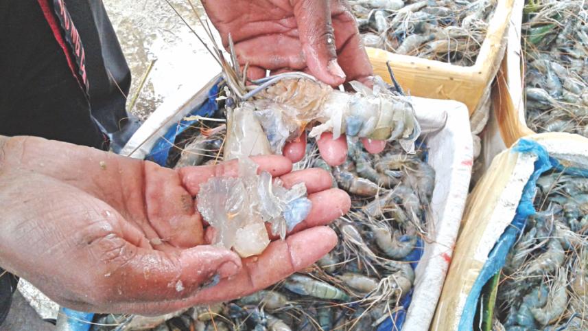 prawn 2.jpg