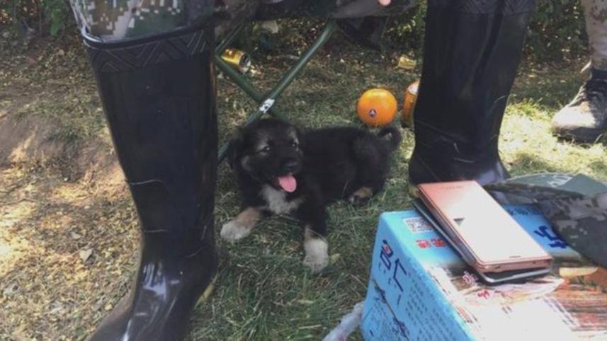 puppy 3.jpg