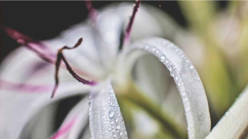 Rainy3.jpg