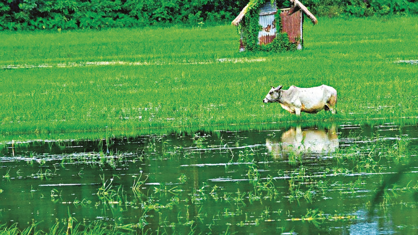 rangpur3.jpg