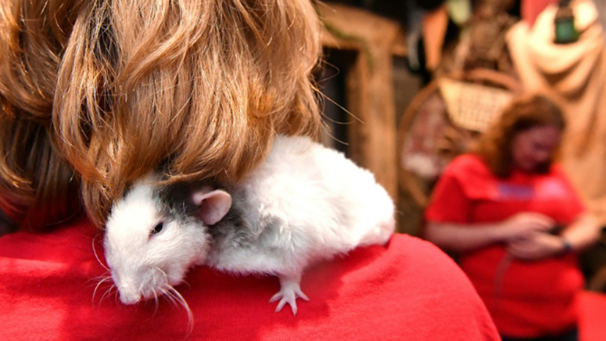 rat2.jpg