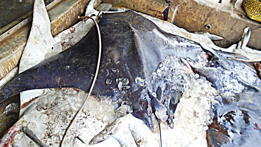 rays-of-bengal3.jpg