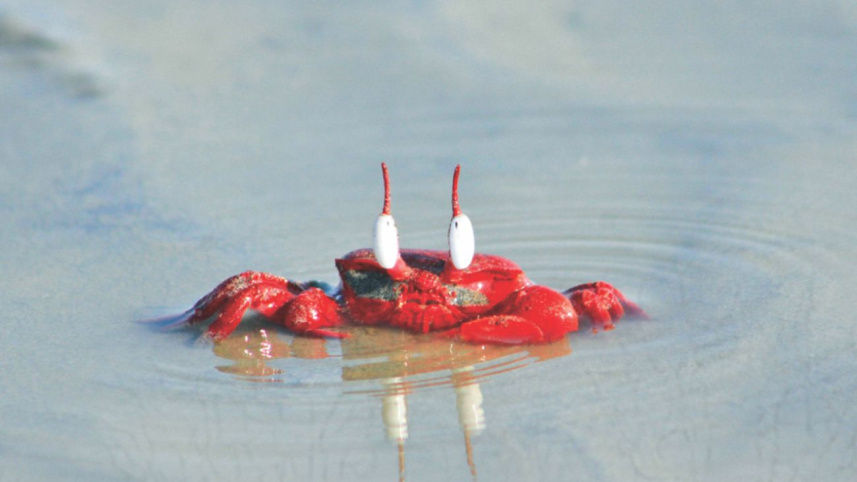 red_crabs_kuakata_2.jpg