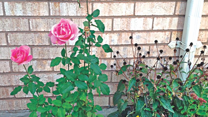 Rose.jpg
