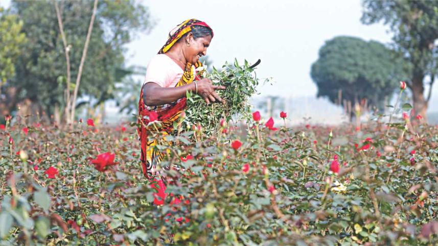 Roses, Everywhere