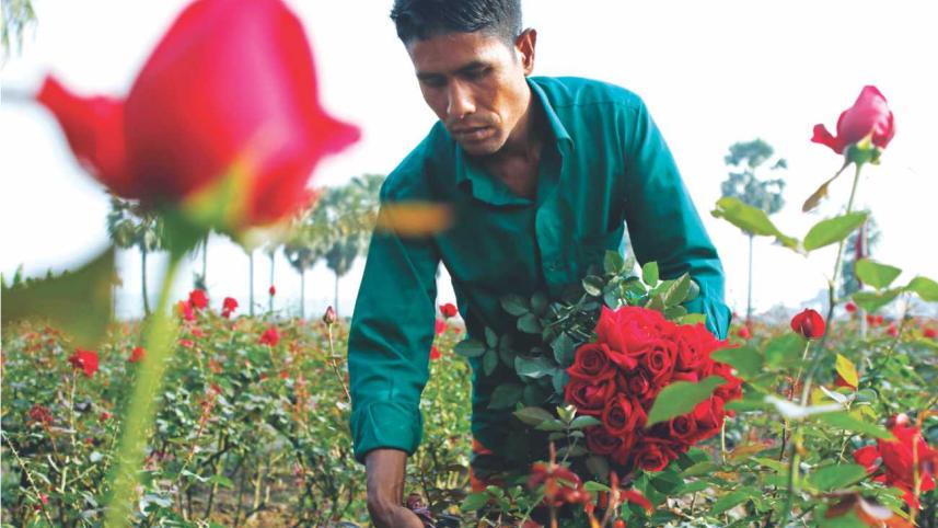 Roses, Everywhere