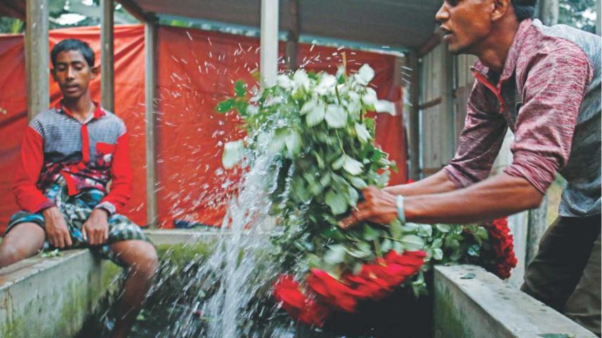 Roses, Everywhere