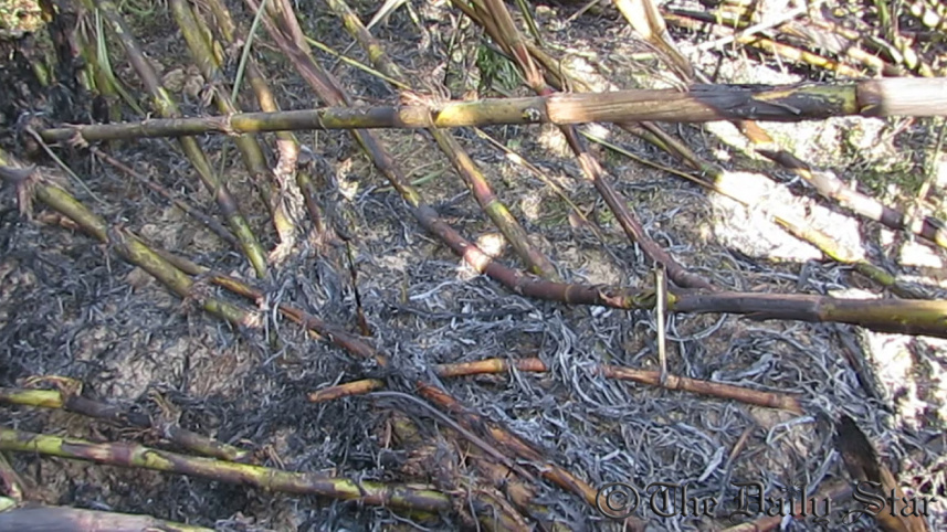 Sanbtal fire_2.jpg