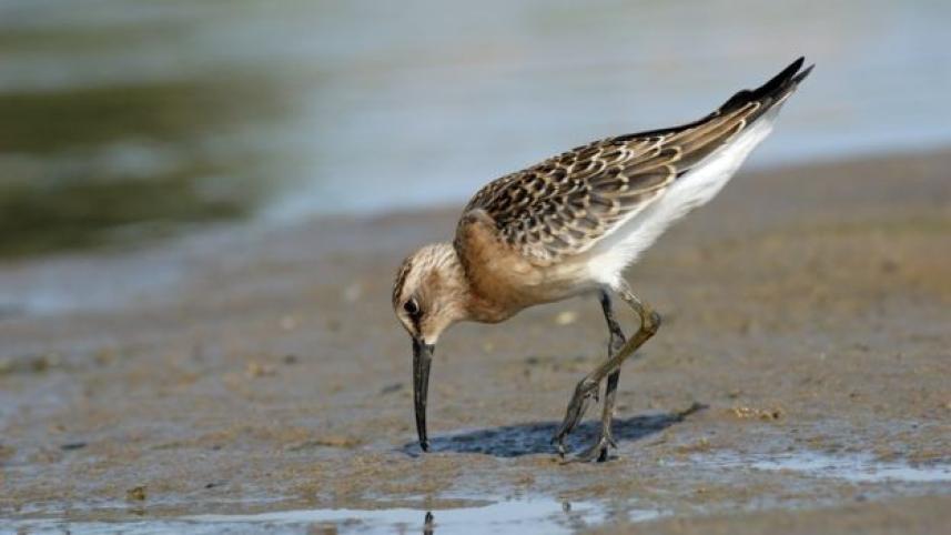 sandpiper.jpg