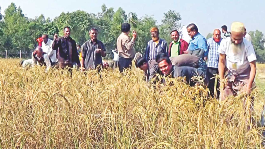 santals paddy 2.jpg