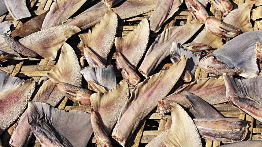 sea-fish2.jpg