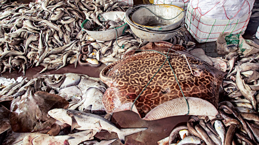 sea-fish4.jpg