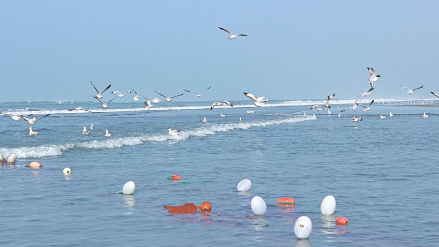 sea_birds.jpg