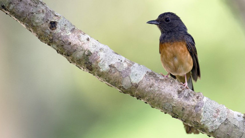 Shama bird