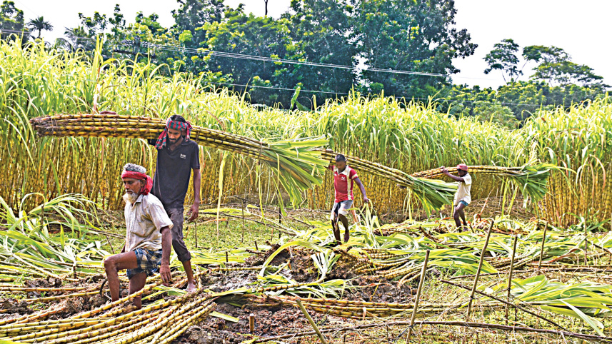 sugarcane-cultivation-3.jpg