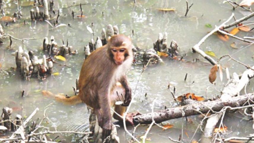 sundarban2.jpg
