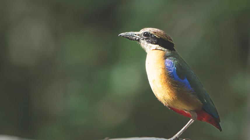 sundarbans 3.jpg