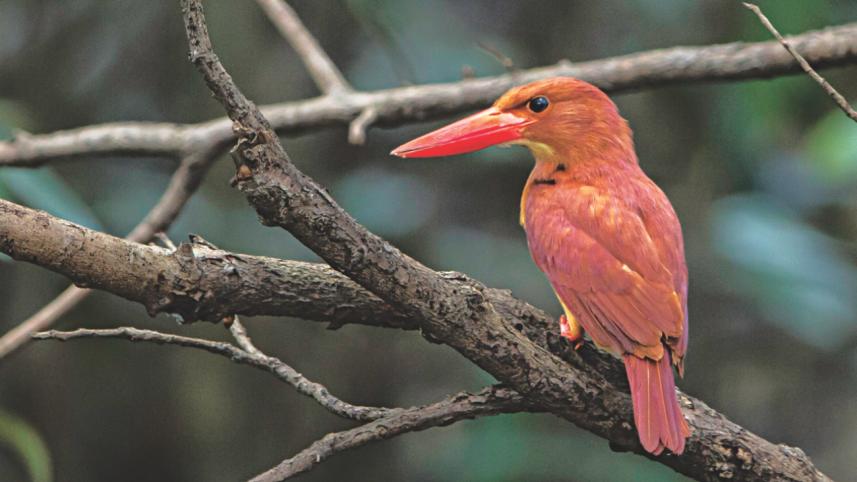sundarbans 9.jpg