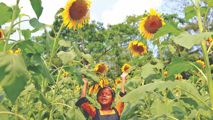 Sunflower4.jpg