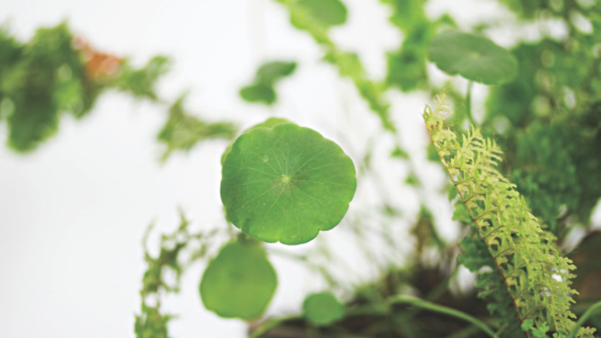 taking_care_of_your_first_plant_1.jpg