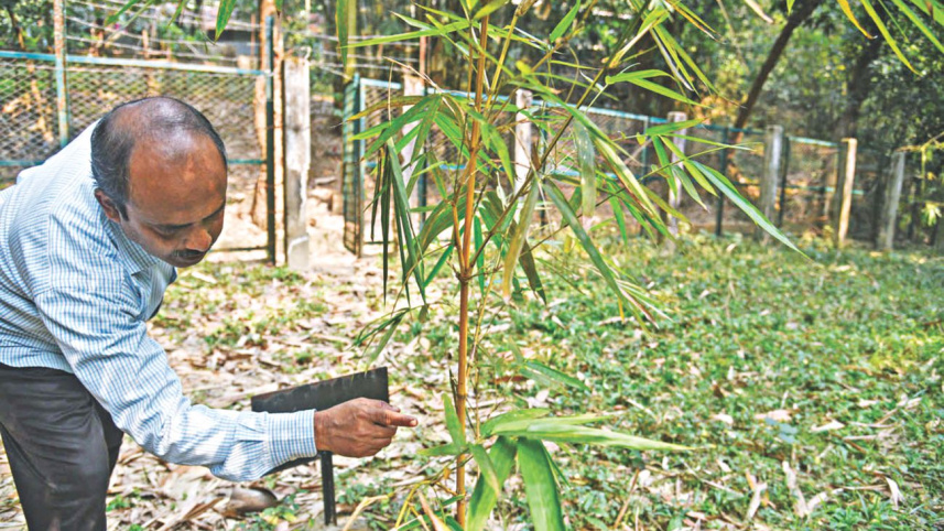 tallest_grass_5.jpg