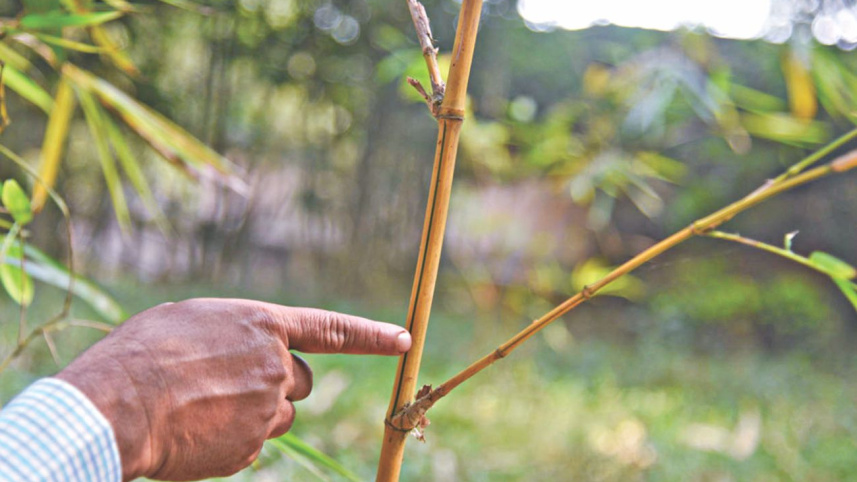 tallest_grass_9.jpg