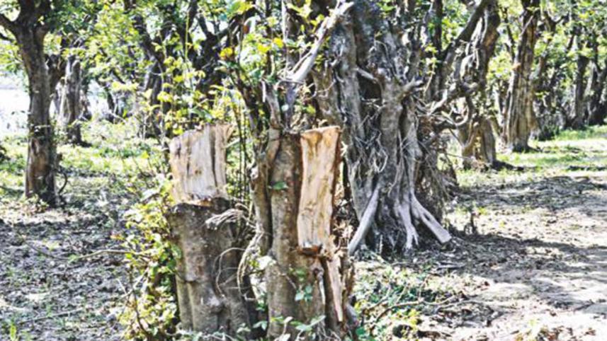 tanguar-haor-2wb.jpg