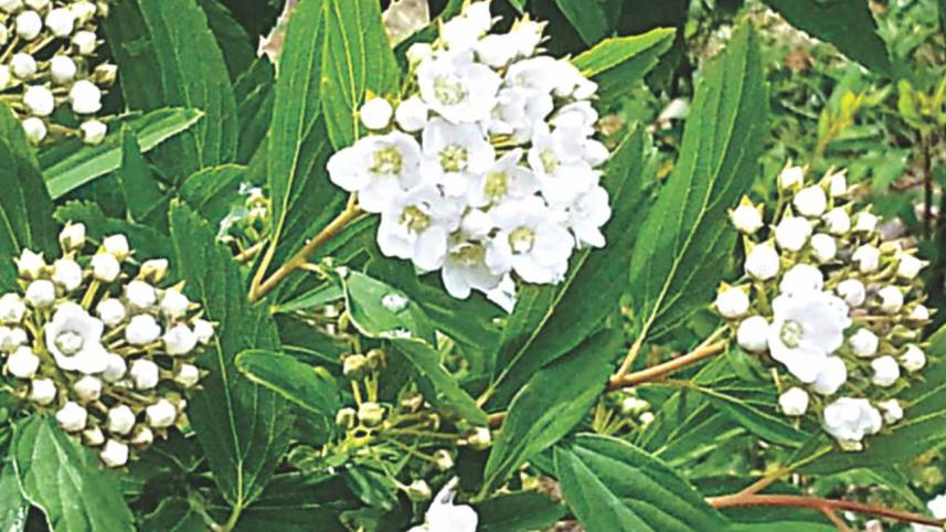 the_land_of_the_dragon_and_fiery_rhododendrons_3.jpg