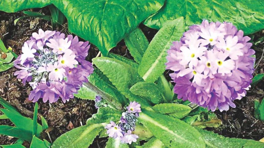 the_land_of_the_dragon_and_fiery_rhododendrons_5.jpg