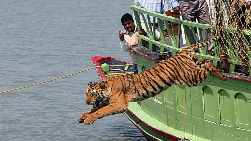 Tiger-afp.jpg