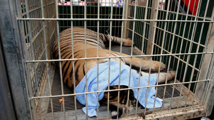 tiger-temple-2.jpg