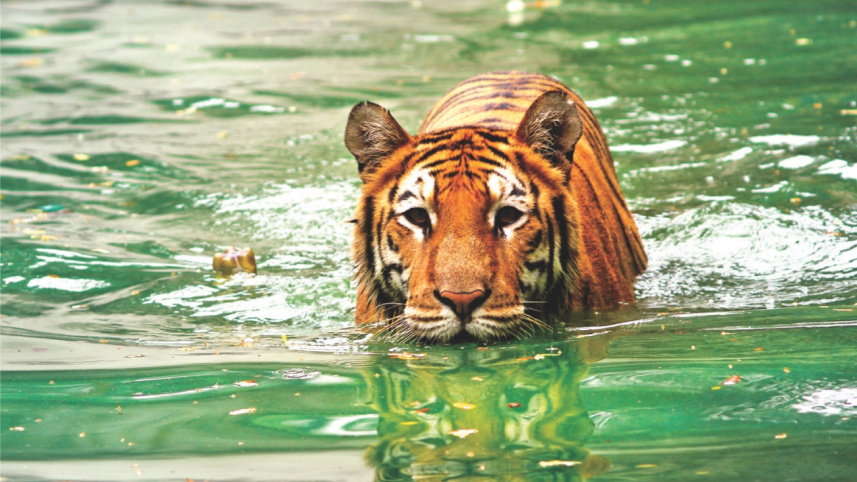 tiger.jpg