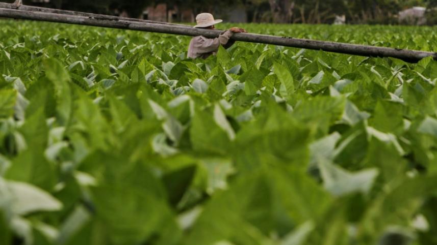 tobacco.jpg