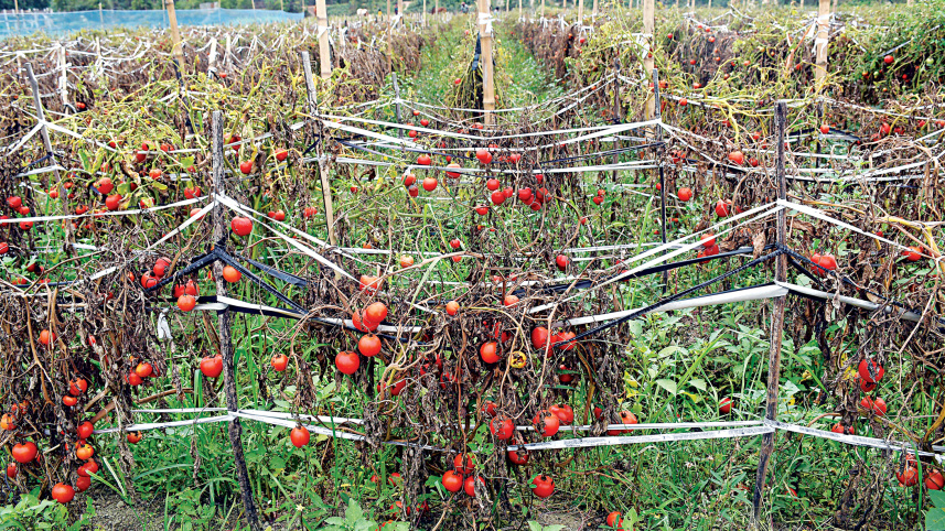 tomato1_0.jpg