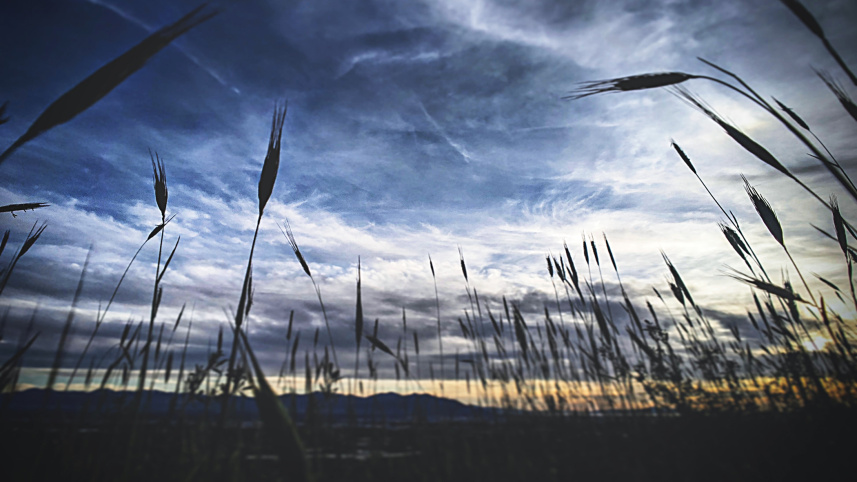 translucent-4.jpg