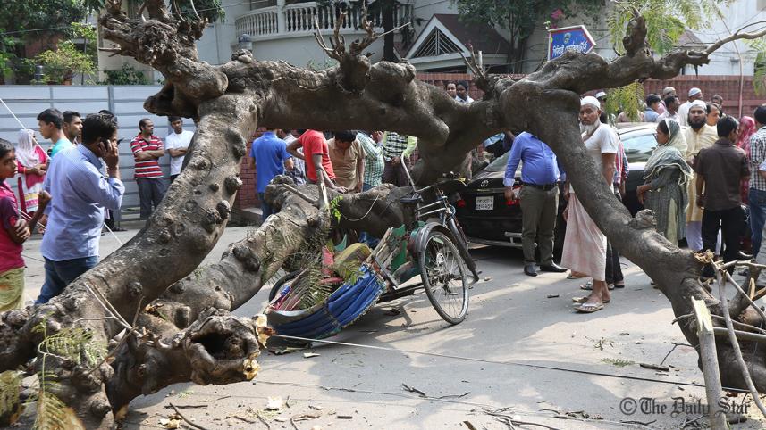 tree-falling-web.jpg