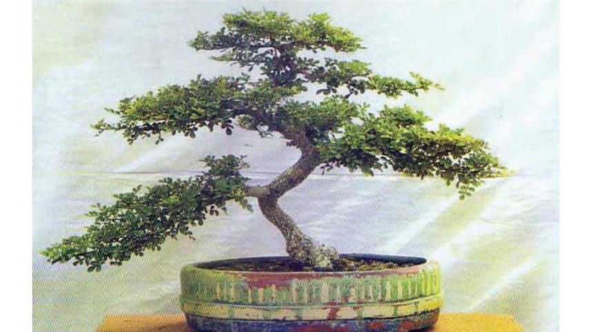 Tree2.jpg