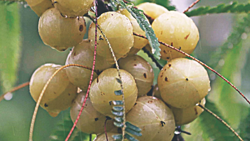 tree_fair10.jpg