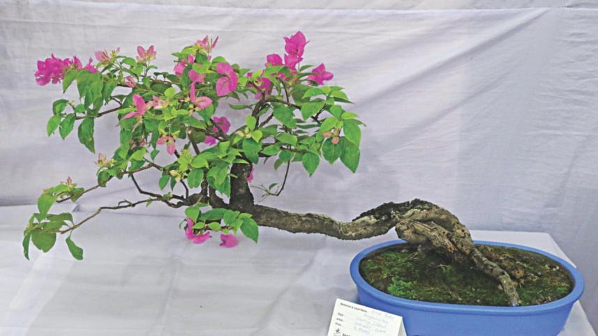 tree plant 2.jpg