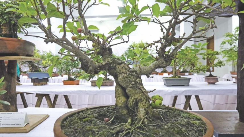 tree plant 7.jpg