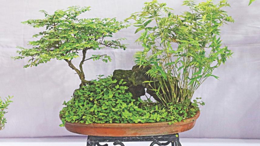 tree plant 9.jpg