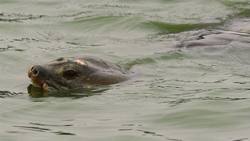 Turtle-Hanoi-2.jpg